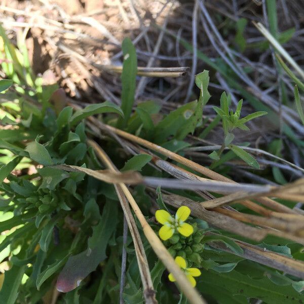 Erysimum repandum 整株植物