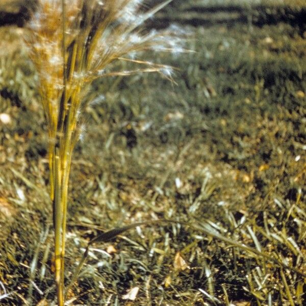 Andropogon gyrans Habitus