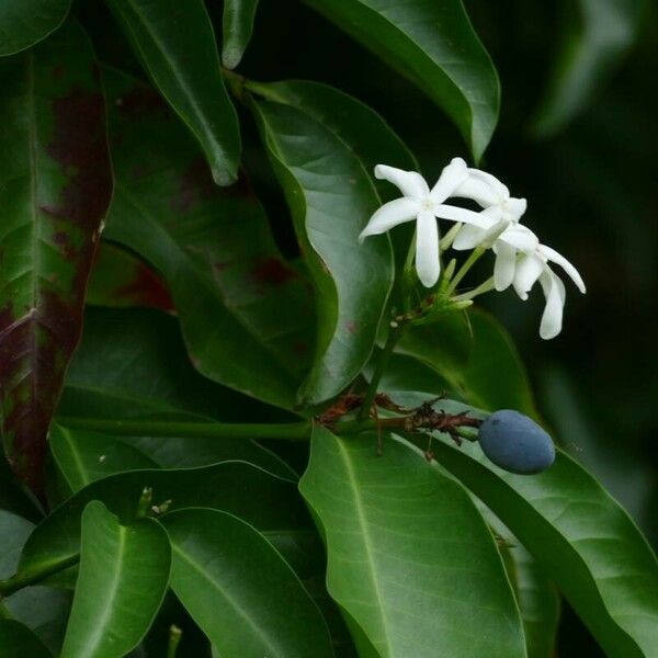 Kopsia arborea Flower