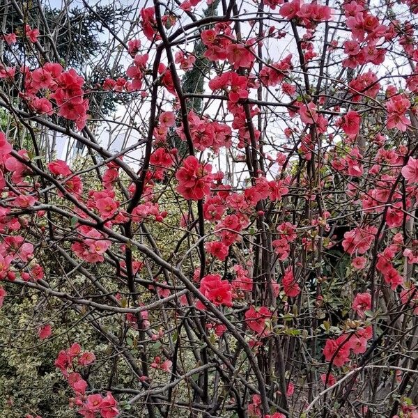 Chaenomeles speciosa Habitus