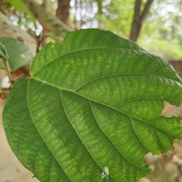 Ficus auriculata Yaprak