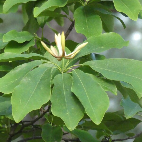 Magnolia decidua Blomst