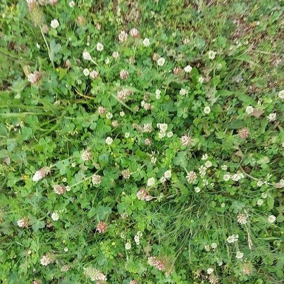 Trifolium nigrescens ফুল