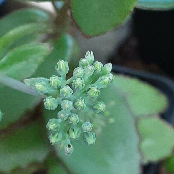 Hylotelephium sieboldii Blomst