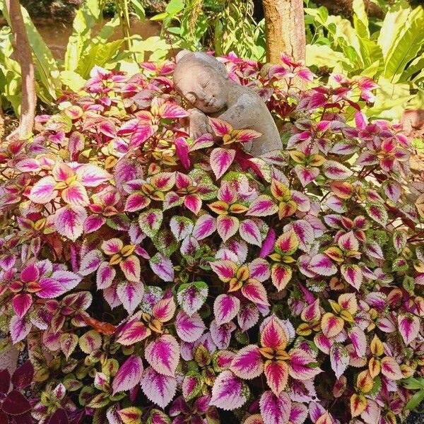 Amaranthus tricolor 花