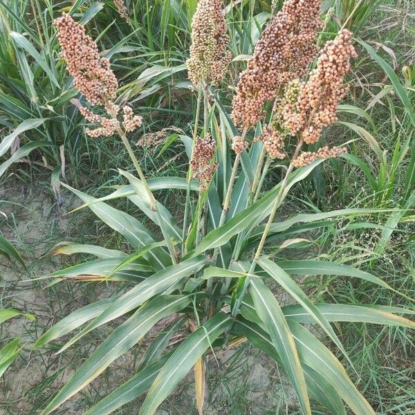 Sorghum bicolor Other