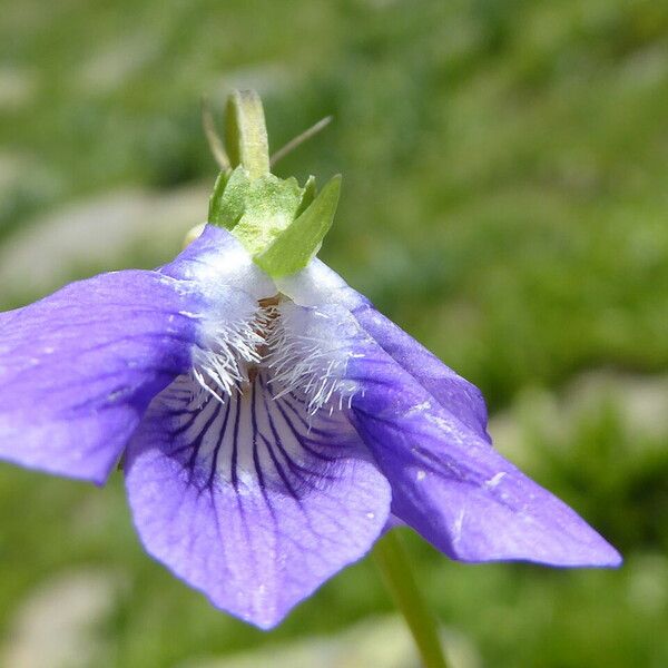 Viola riviniana Flower