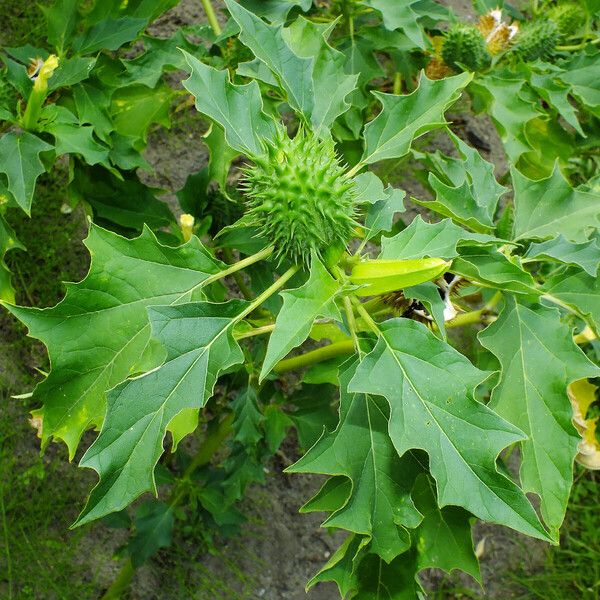 Datura stramonium Feuille