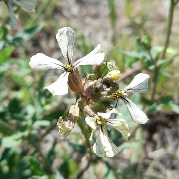 Eruca vesicaria Цвят