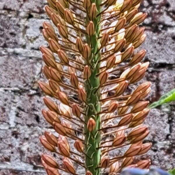 Eremurus robustus Flor