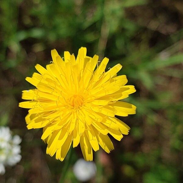 Hypochaeris glabra Квітка