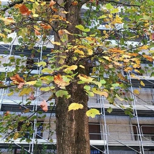 Corylus colurna Bark