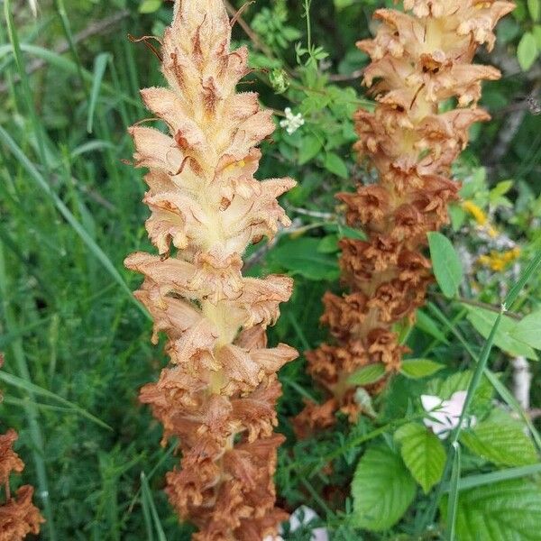 Orobanche rapum-genistae Blüte