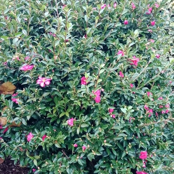 Camellia sasanqua عادت داشتن