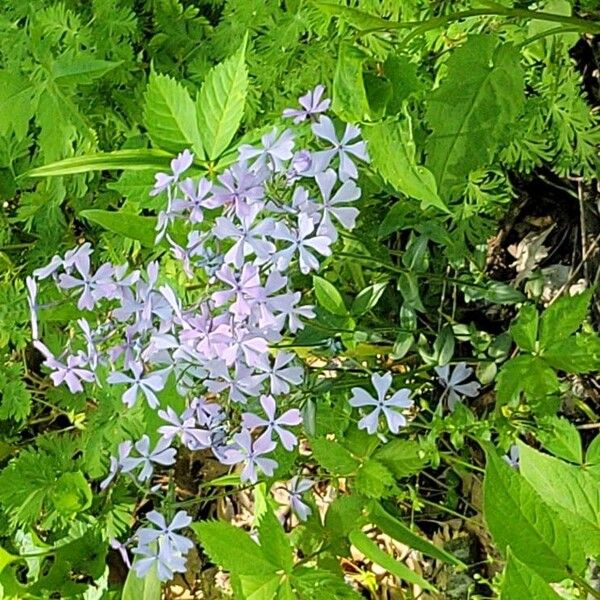 Phlox divaricata Flower