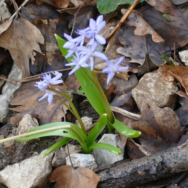 Scilla verna Прочее