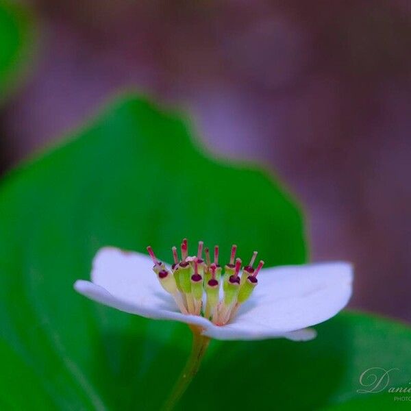 Cornus canadensis Flower