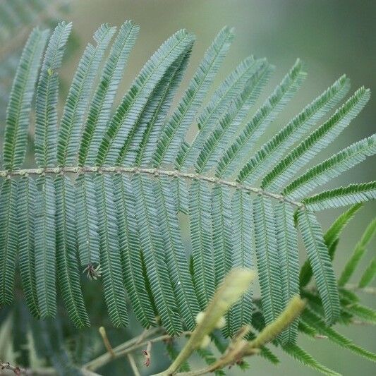 Acacia mearnsii Levél