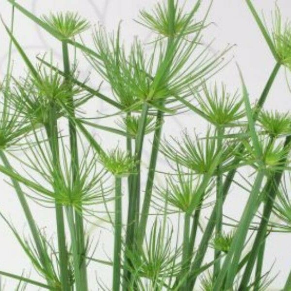 Cyperus haspan Blad