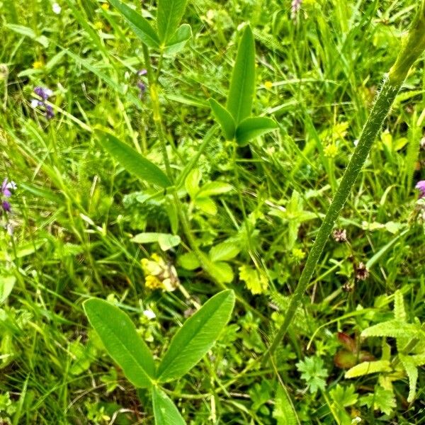 Trifolium montanum Fuelha