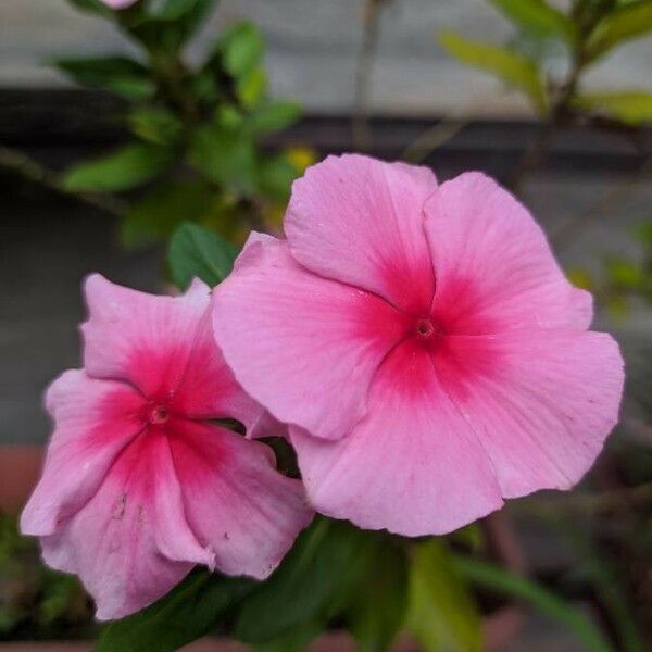 Catharanthus roseus Kvet