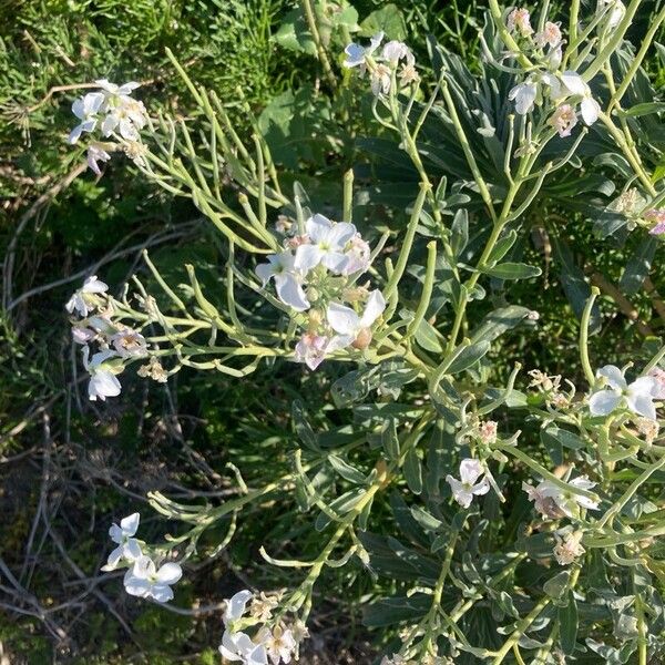 Matthiola incana Flower