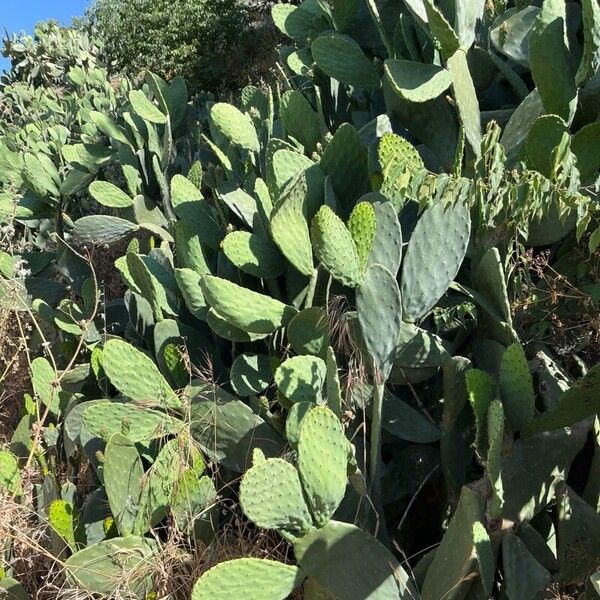 Opuntia ficus-indica Habit