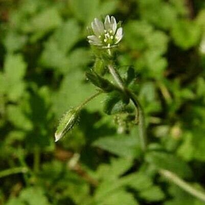 Cerastium holosteoides عادت