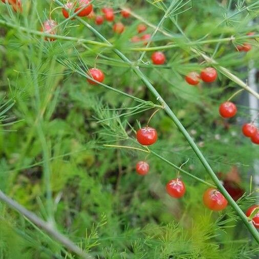 Asparagus officinalis Frukto