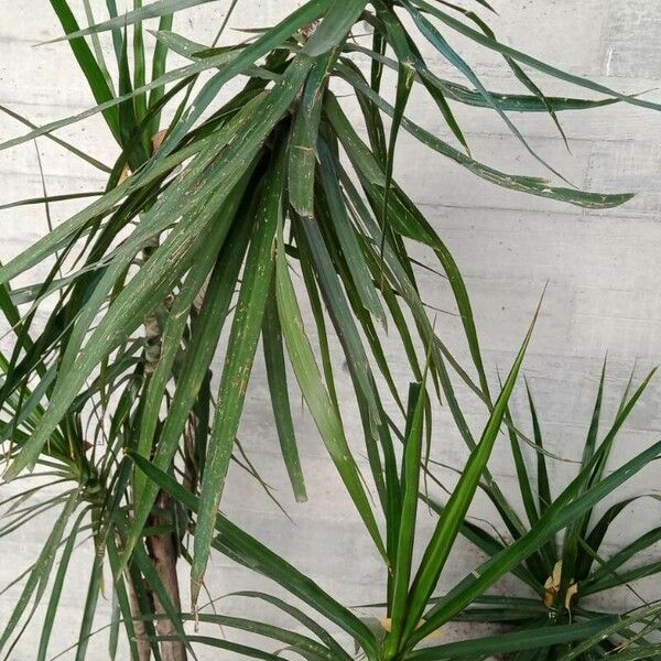 Dracaena reflexa Folha