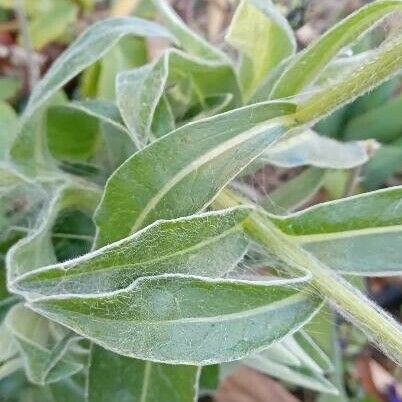 Centaurea montana Ліст