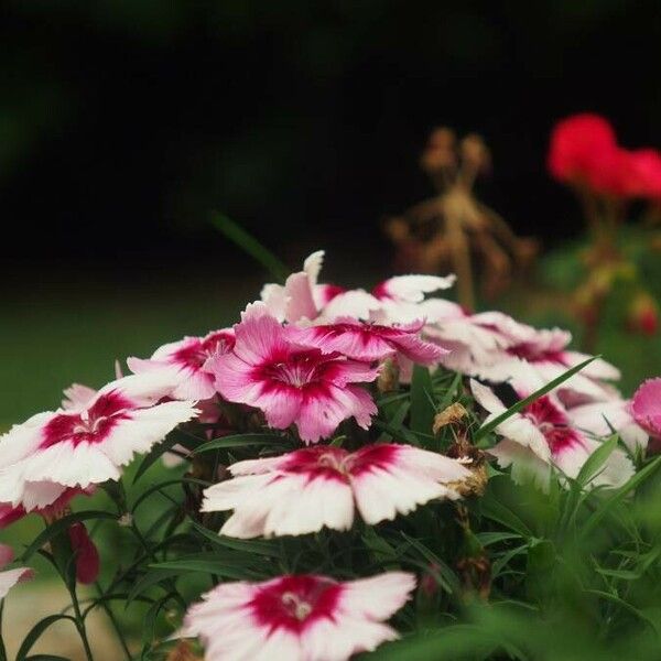 Dianthus chinensis 花