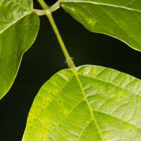Mucuna holtonii Leaf