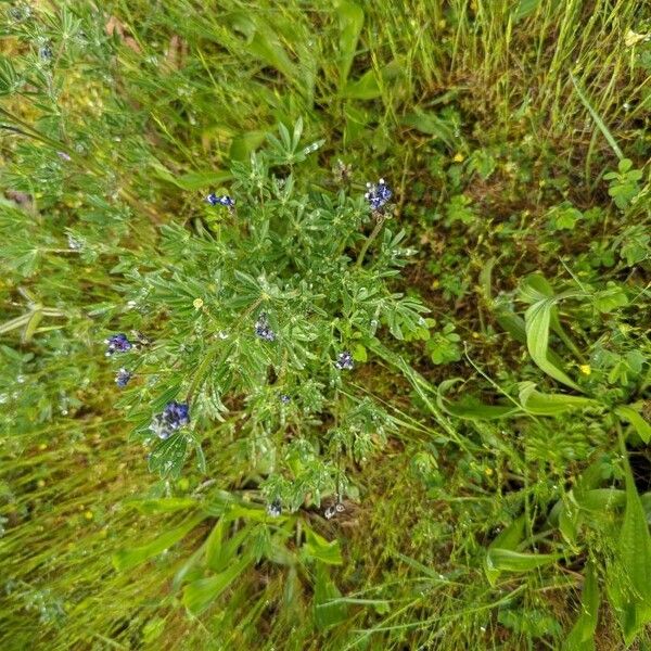 Lupinus bicolor Foglia