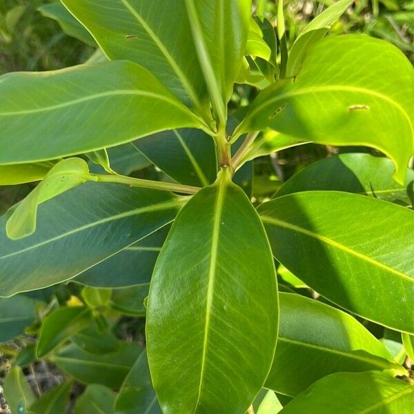 Syzygium cumini Листок