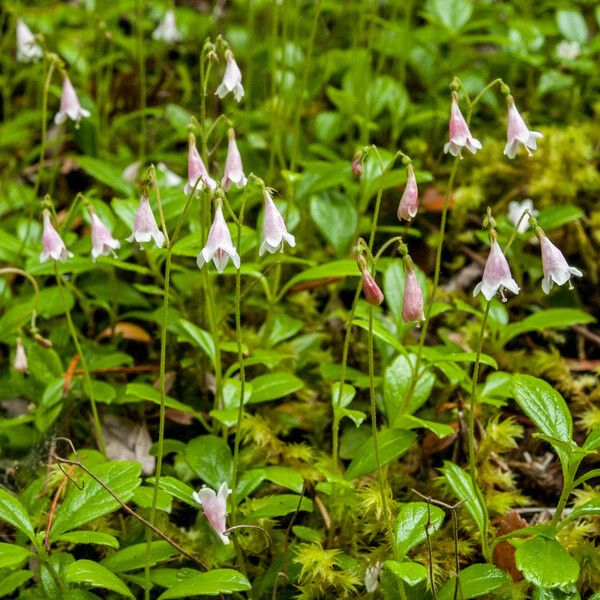 Linnaea borealis Fiore