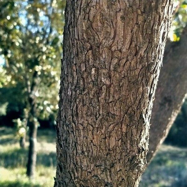 Arbutus unedo خشب