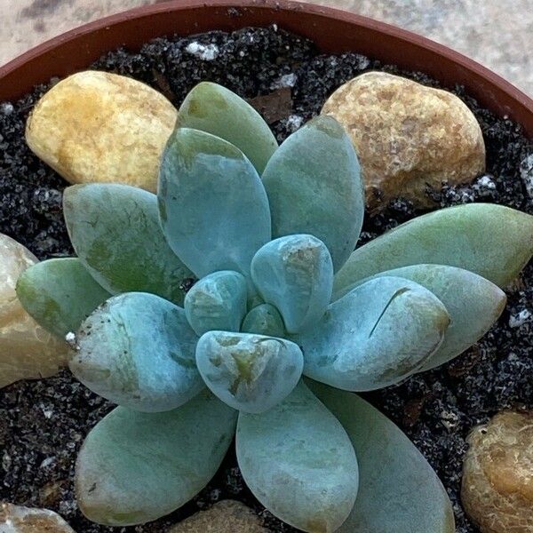 Pachyphytum oviferum पत्ता