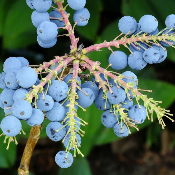 Berberis aquifolium ഫലം