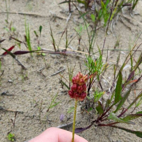 Triantha glutinosa Fleur