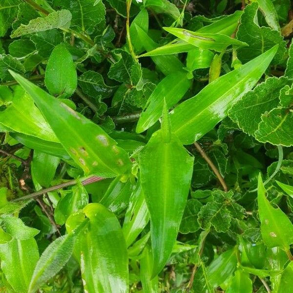 Commelina diffusa ഇല