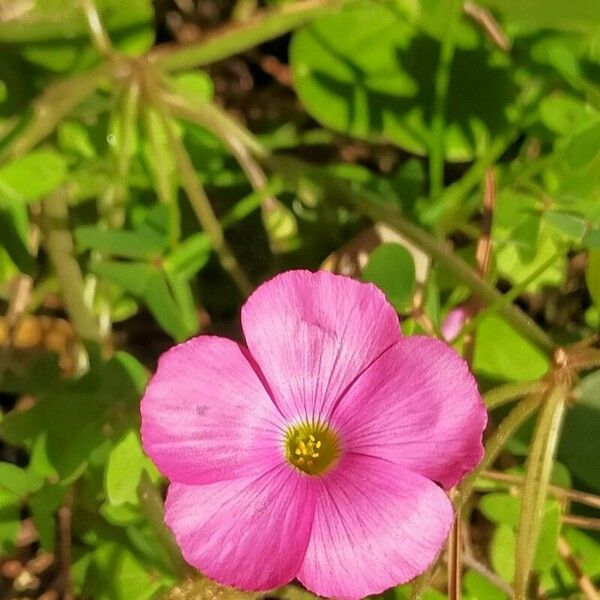 Oxalis hispidula Кветка