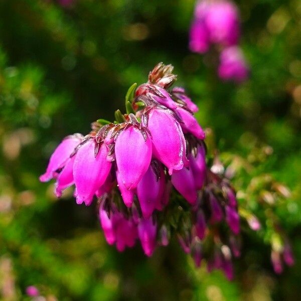 Erica cinerea Bloem