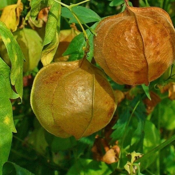 Cardiospermum halicacabum Frucht