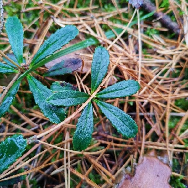 Chimaphila umbellata Blatt