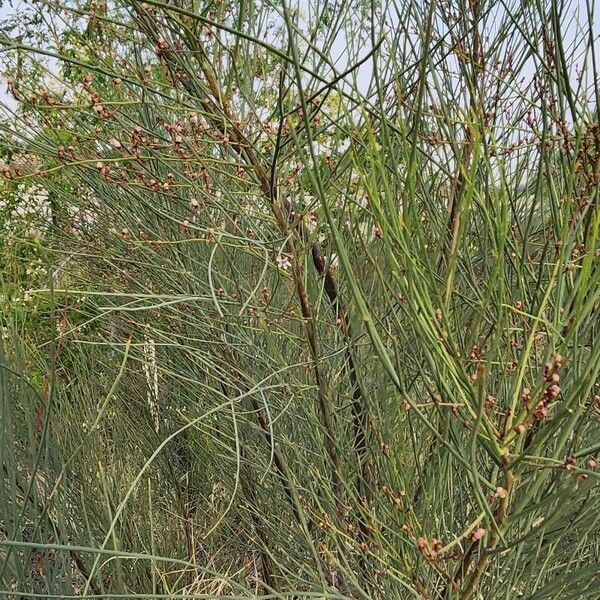 Moringa peregrina Hábitos