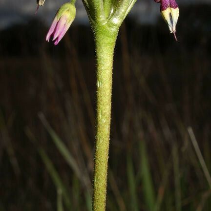 Primula clevelandii 花