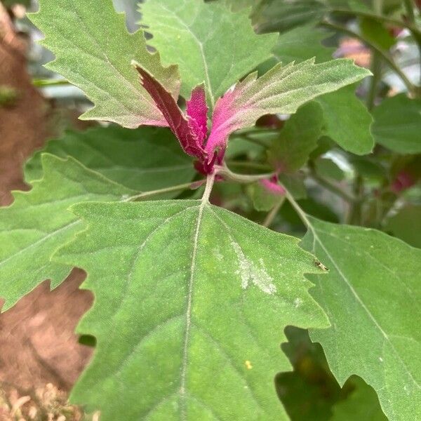 Chenopodium giganteum Leaf