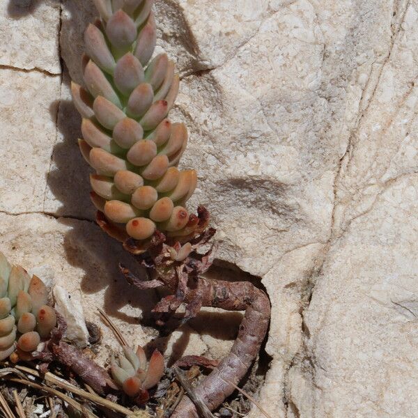 Petrosedum sediforme অভ্যাস