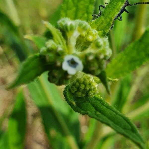 Cynoglossum lanceolatum 花